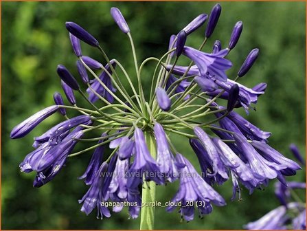 Agapanthus &#039;Purple Cloud&#039; | Kaapse lelie, Afrikaanse lelie, Liefdesbloem