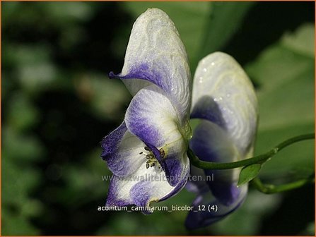 Aconitum cammarum &amp;#39;Bicolor&amp;#39; | Monnikskap | Eisenhut