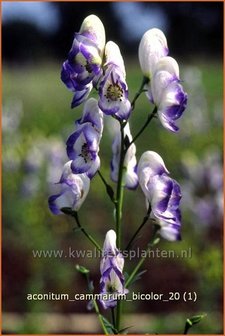 Aconitum cammarum &amp;#39;Bicolor&amp;#39; | Monnikskap | Eisenhut