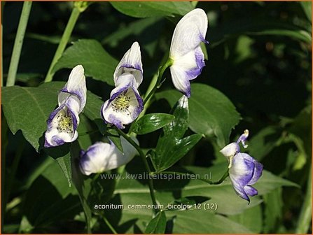 Aconitum cammarum &amp;#39;Bicolor&amp;#39; | Monnikskap | Eisenhut