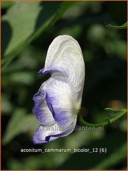 Aconitum cammarum &amp;#39;Bicolor&amp;#39; | Monnikskap | Eisenhut
