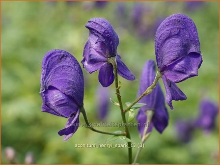Aconitum henryi 'Spark' | Monnikskap