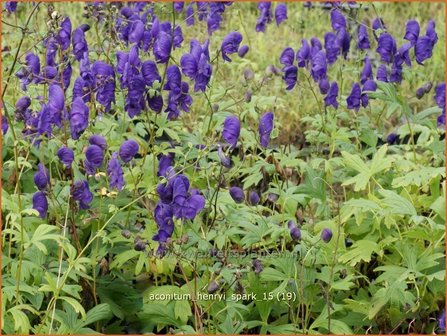 Aconitum henryi 'Spark' | Monnikskap
