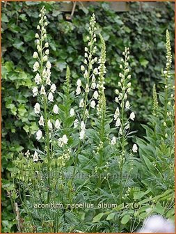 Aconitum napellus &#039;Album&#039; | Monnikskap | Gew&ouml;hnlicher Eisenhut