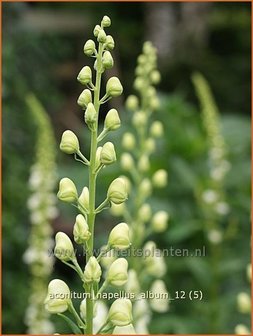 Aconitum napellus &#039;Album&#039; | Monnikskap | Gew&ouml;hnlicher Eisenhut