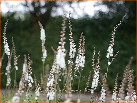 Actaea acerina &#039;Compacta&#039; | Zilverkaars, Christoffelkruid