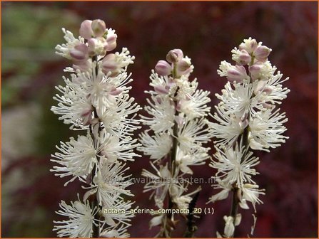 Actaea acerina &#039;Compacta&#039; | Zilverkaars, Christoffelkruid