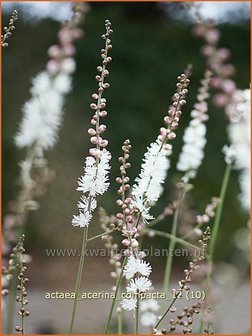 Actaea acerina &#039;Compacta&#039; | Zilverkaars, Christoffelkruid