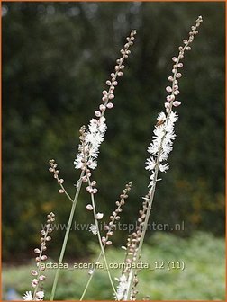 Actaea acerina &#039;Compacta&#039; | Zilverkaars, Christoffelkruid