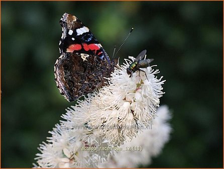Actaea racemosa | Zilverkaars, Christoffelkruid