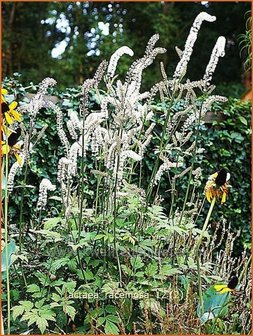 Actaea racemosa | Zilverkaars, Christoffelkruid