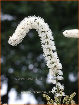 Actaea racemosa | Zilverkaars, Christoffelkruid
