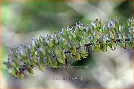 Actaea racemosa | Zilverkaars, Christoffelkruid