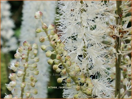Actaea racemosa | Zilverkaars, Oktoberkaars, Christoffelkruid