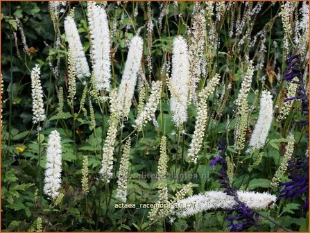 Actaea racemosa | Zilverkaars, Oktoberkaars, Christoffelkruid