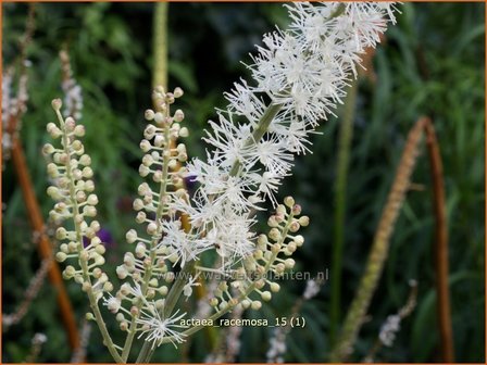 Actaea racemosa | Zilverkaars, Oktoberkaars, Christoffelkruid