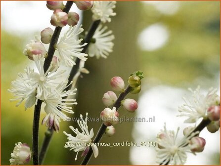 Actaea racemosa cordifolia | Zilverkaars, Christoffelkruid
