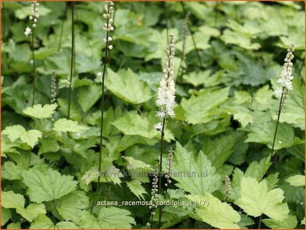 Actaea racemosa cordifolia | Zilverkaars, Christoffelkruid