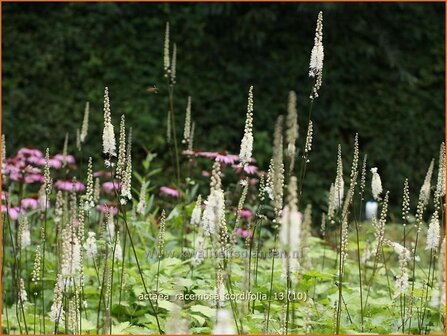 Actaea racemosa cordifolia | Zilverkaars, Christoffelkruid