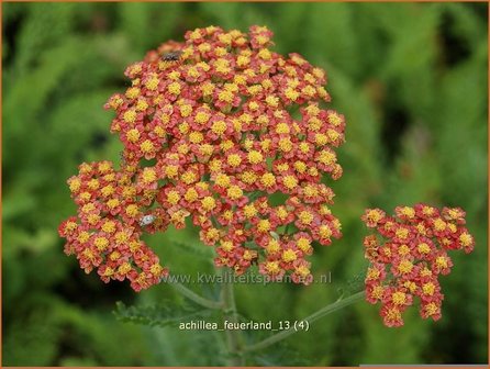 Achillea &#039;Feuerland&#039; | Duizendblad