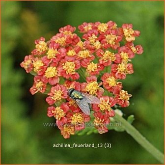 Achillea &#039;Feuerland&#039; | Duizendblad