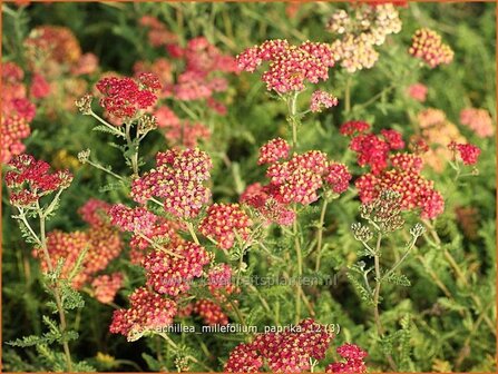 Achillea millefolium &#039;Paprika&#039; | Duizendblad