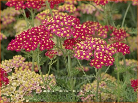 Achillea millefolium &#039;Paprika&#039; | Duizendblad