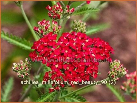 Achillea millefolium &#039;Red Beauty&#039; | Duizendblad