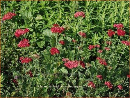Achillea millefolium &#039;Summerwine&#039; | Duizendblad