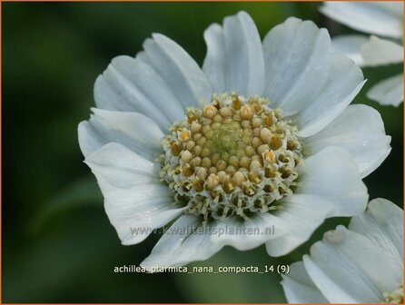 Achillea ptarmica &#039;Nana Compacta&#039; | Duizendblad
