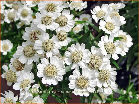 Achillea ptarmica &#039;Nana Compacta&#039; | Duizendblad