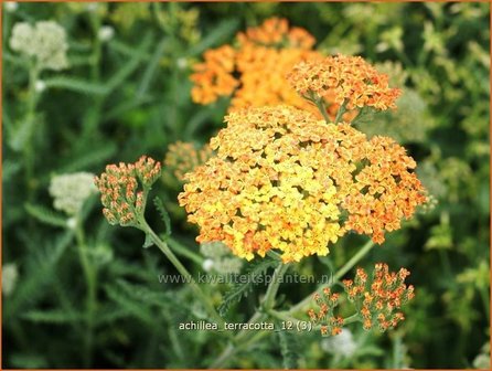 Achillea &#039;Terracotta&#039; | Duizendblad | Garbe