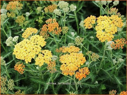 Achillea &#039;Terracotta&#039; | Duizendblad | Garbe