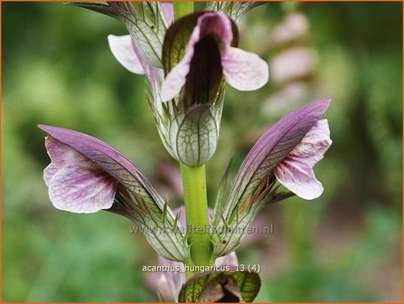 Acanthus hungaricus | Hongaarse berenklauw, Akant | Balkan-B&auml;renklau