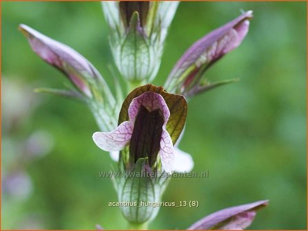 Acanthus hungaricus | Hongaarse berenklauw, Akant | Balkan-B&auml;renklau