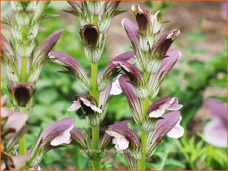 Acanthus hungaricus | Hongaarse berenklauw, Akant | Balkan-B&auml;renklau