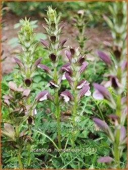 Acanthus hungaricus | Hongaarse berenklauw, Akant | Balkan-B&auml;renklau