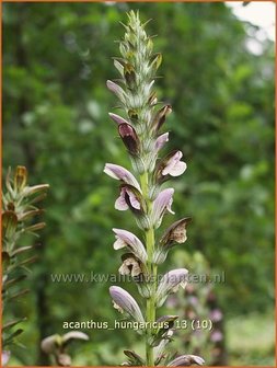 Acanthus hungaricus | Hongaarse berenklauw, Akant | Balkan-B&auml;renklau