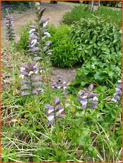 Acanthus hungaricus | Hongaarse berenklauw, Akant | Balkan-B&auml;renklau