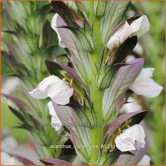 Acanthus hungaricus | Hongaarse berenklauw, Akant | Balkan-B&auml;renklau