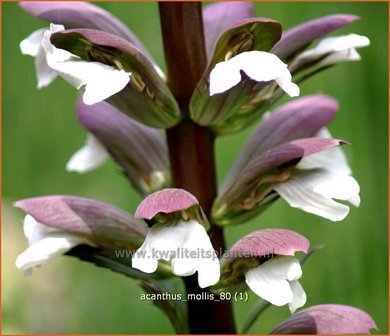 Acanthus mollis | Stekelige berenklauw