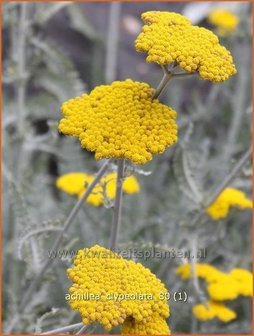 Achillea clypeolata | Duizendblad