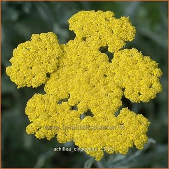 Achillea clypeolata | Duizendblad