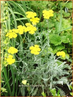 Achillea clypeolata | Duizendblad