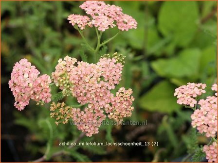 Achillea millefolium &#039;Lachsschoenheit&#039; | Duizendblad