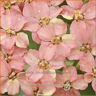 Achillea millefolium &#039;Lachsschoenheit&#039; | Duizendblad