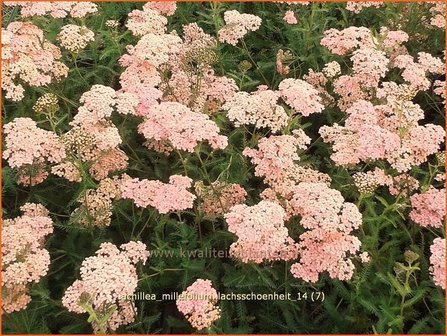 Achillea millefolium &#039;Lachsschoenheit&#039; | Duizendblad