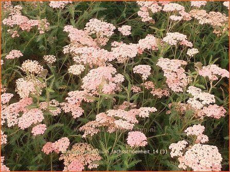 Achillea millefolium &#039;Lachsschoenheit&#039; | Duizendblad