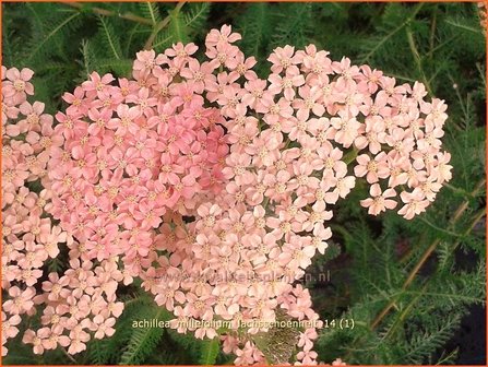 Achillea millefolium &#039;Lachsschoenheit&#039; | Duizendblad
