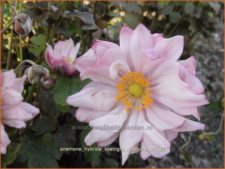 Anemone hybrida &#039;Koenigin Charlotte&#039; | Anemoon, Herfstanemoon, Japanse anemoon